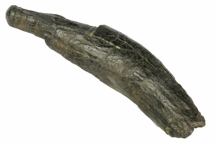 Fossil Pygmy Sperm Whale (Kogiopsis) Tooth - South Carolina #176176